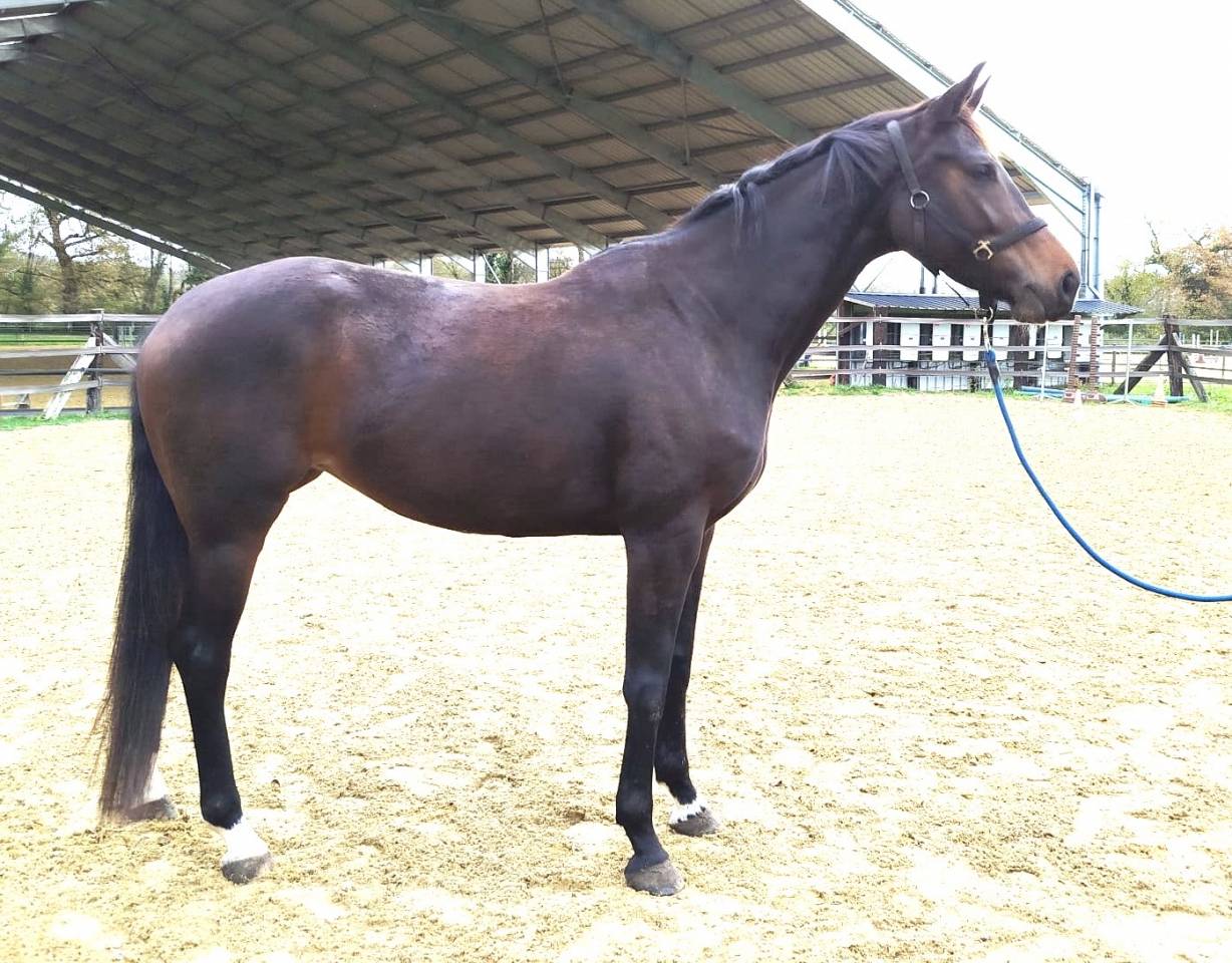Jument KWPN 4 ans / dressage