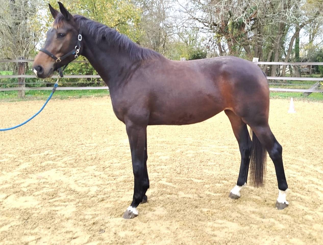 Jument KWPN 4 ans / dressage