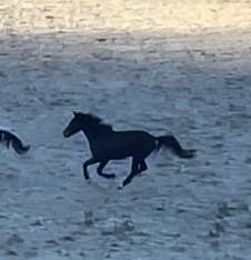 Jument KWPN 4 ans / dressage