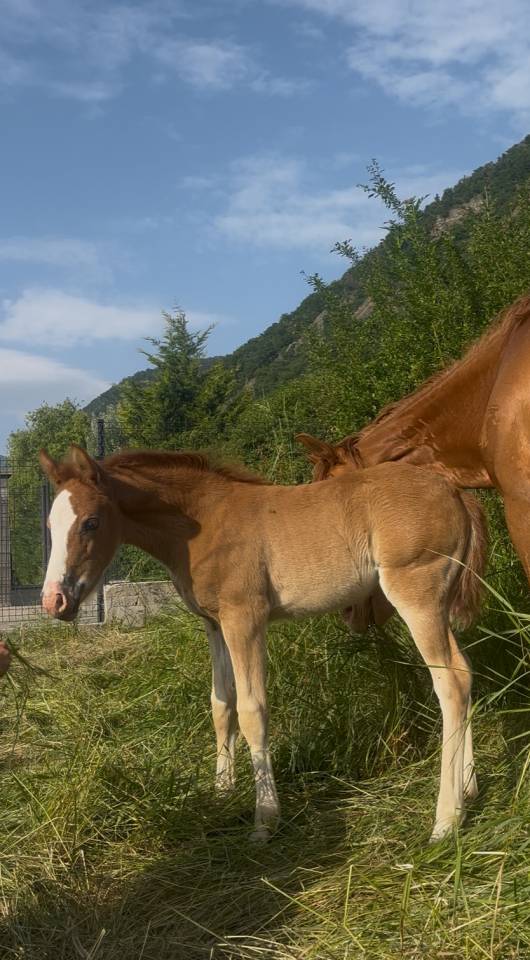 Magnifique pouliche D