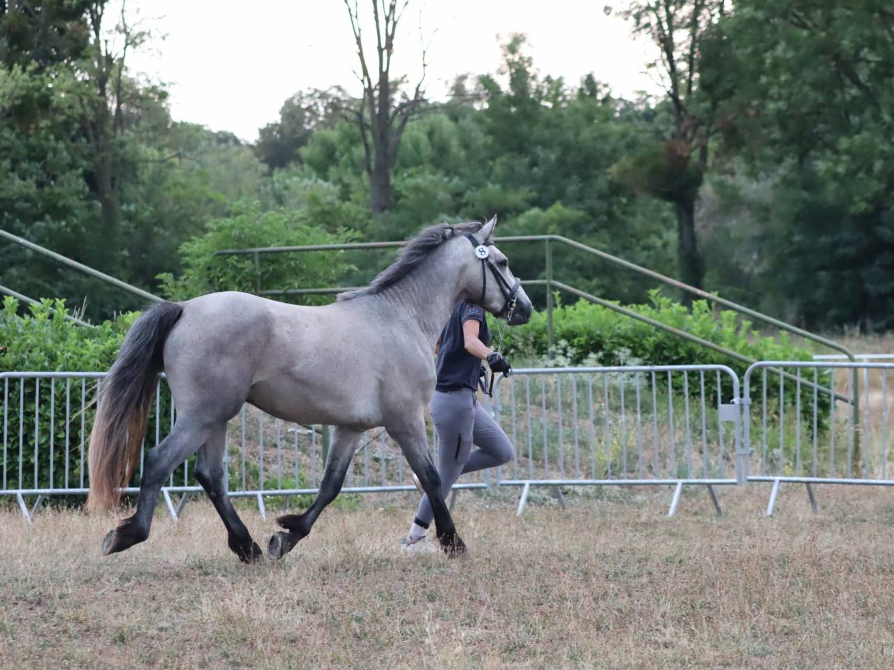 Poney Connemara Petit D 3 ans projet sport et repro