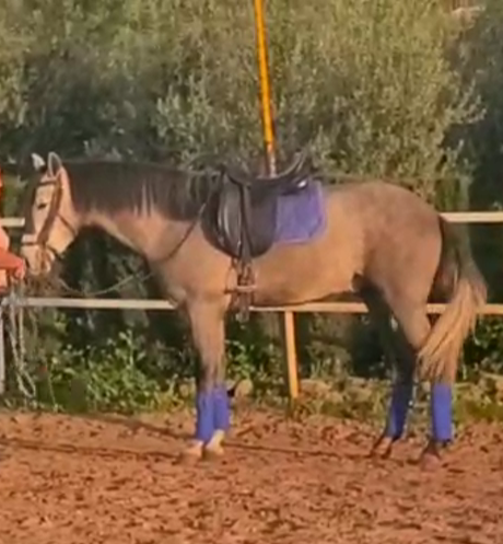 REMEDIO : Un jeune cheval très gentil