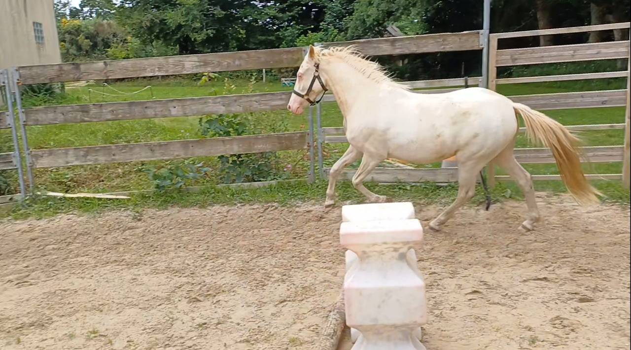 Ponette welsh part bred 