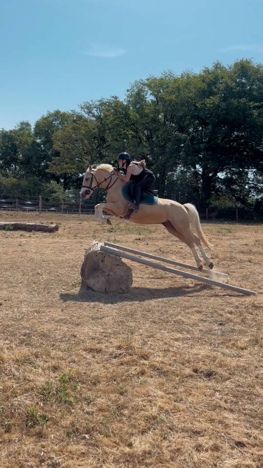 Poney C de 4 ans - 139cm - SF ccjps 4 ans C