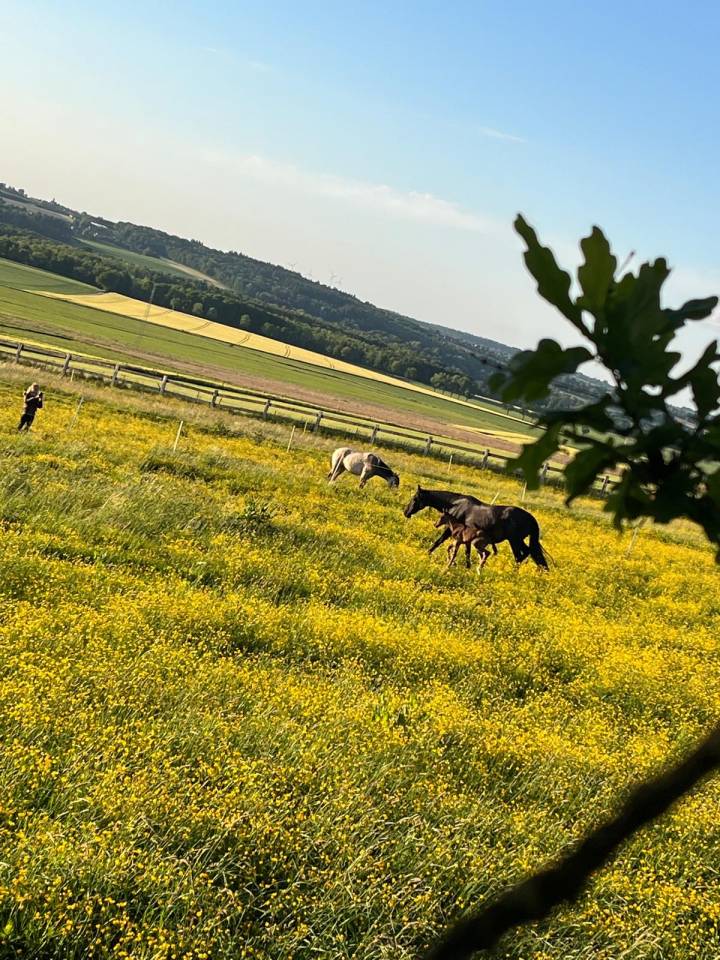 ❤️Don Quichotte , magnifique poulain lusitanien ❤️