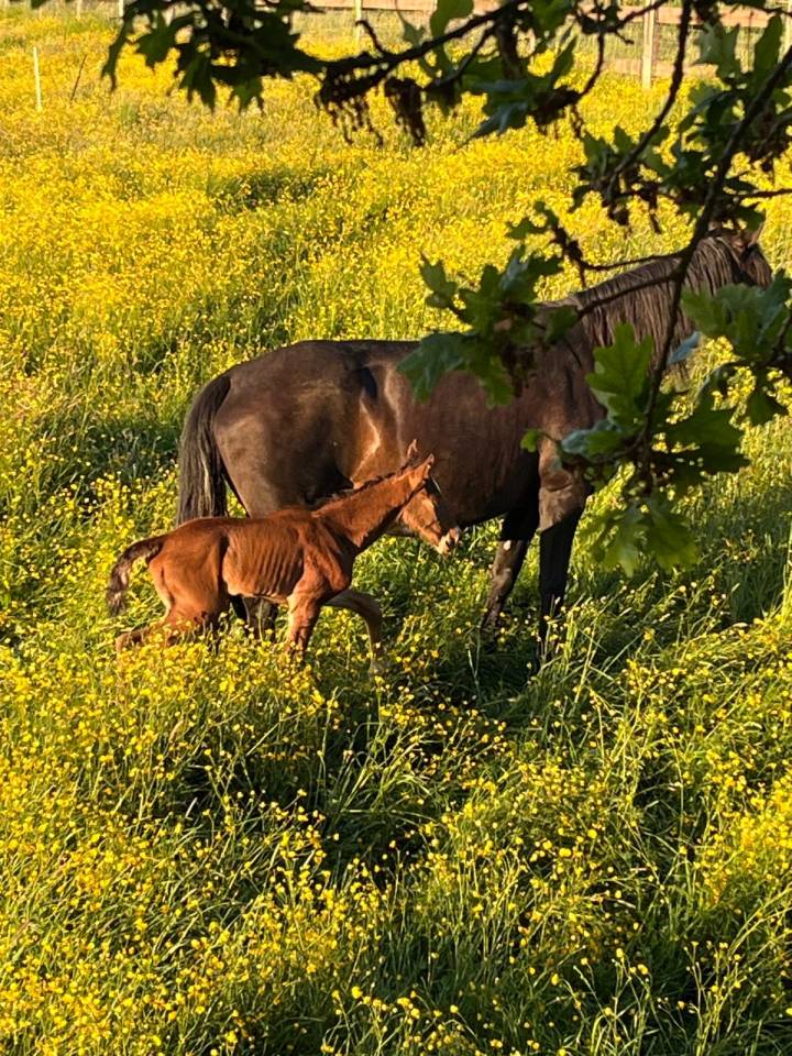 ❤️Don Quichotte , magnifique poulain lusitanien ❤️