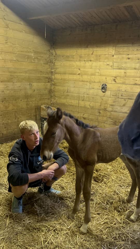 ❤️Don Quichotte , magnifique poulain lusitanien ❤️