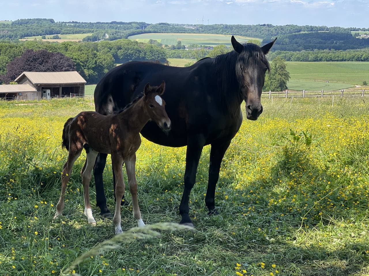 ❤️Don Quichotte , magnifique poulain lusitanien ❤️