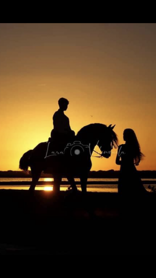 ❤️Don Quichotte , magnifique poulain lusitanien ❤️