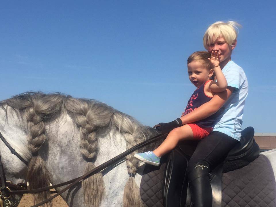 ❤️Don Quichotte , magnifique poulain lusitanien ❤️