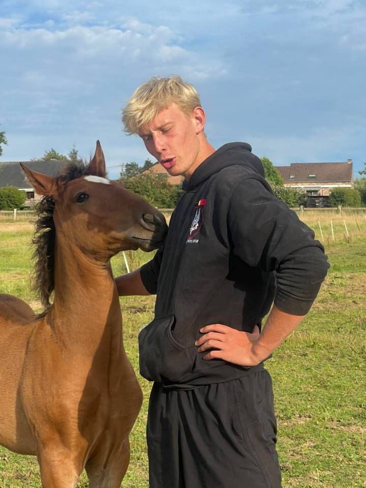 ❤️Don Quichotte , magnifique poulain lusitanien ❤️