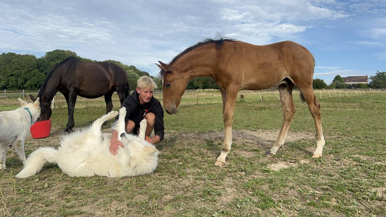 ❤️Don Quichotte , magnifique poulain lusitanien ❤️