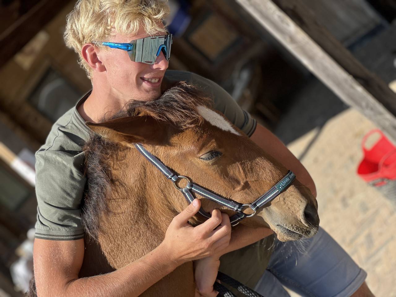 ❤️Don Quichotte , magnifique poulain lusitanien ❤️