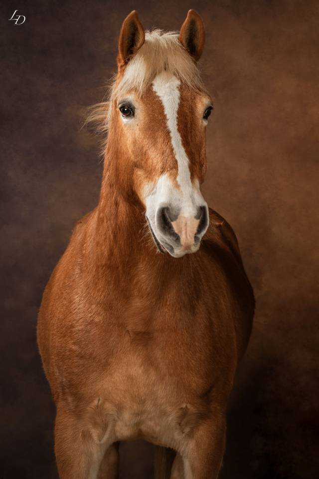 Edouardo di Anthony alias Lucky, Haflinger (hongre) plein papier 