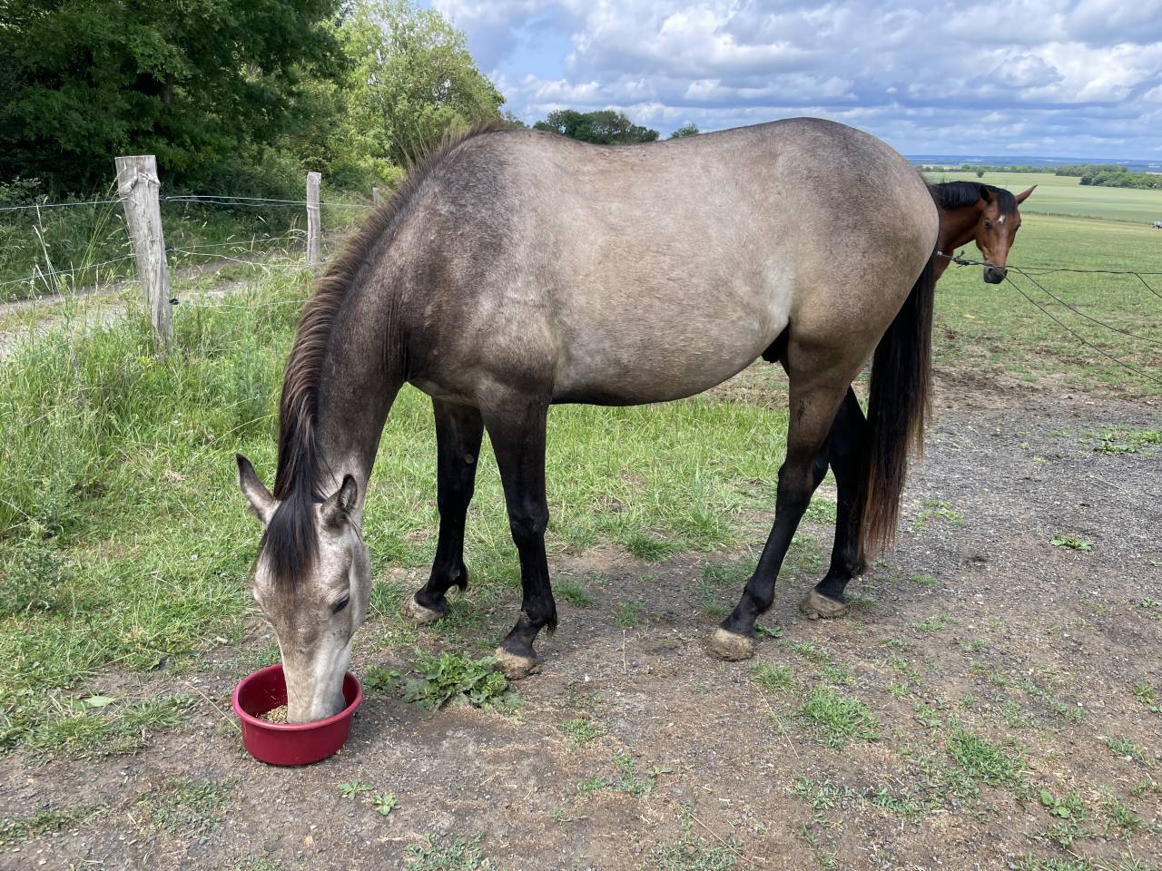 Poulain 2 ans AES 