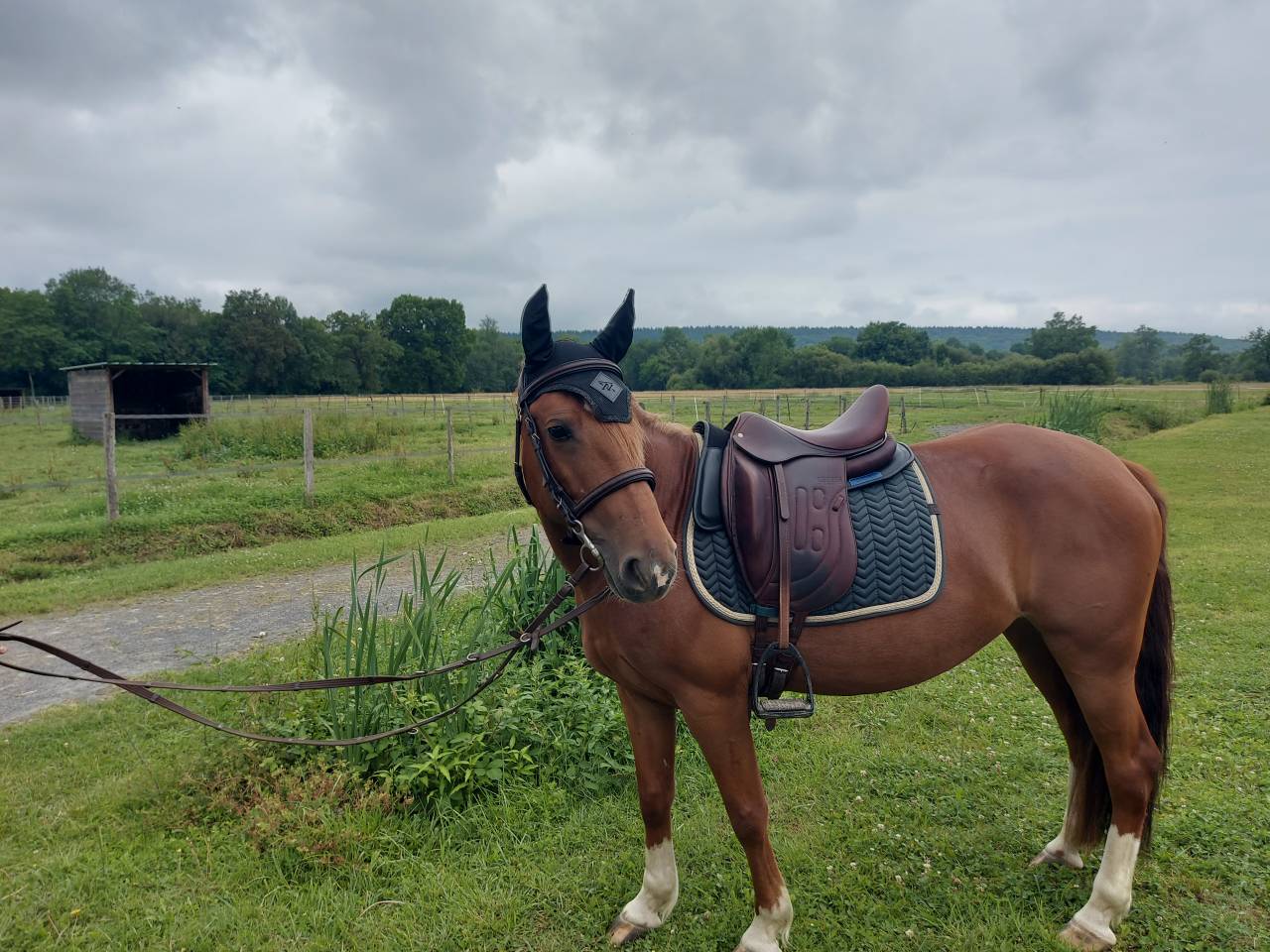 VEND SUPERBE PONETTE CRIOLLO 