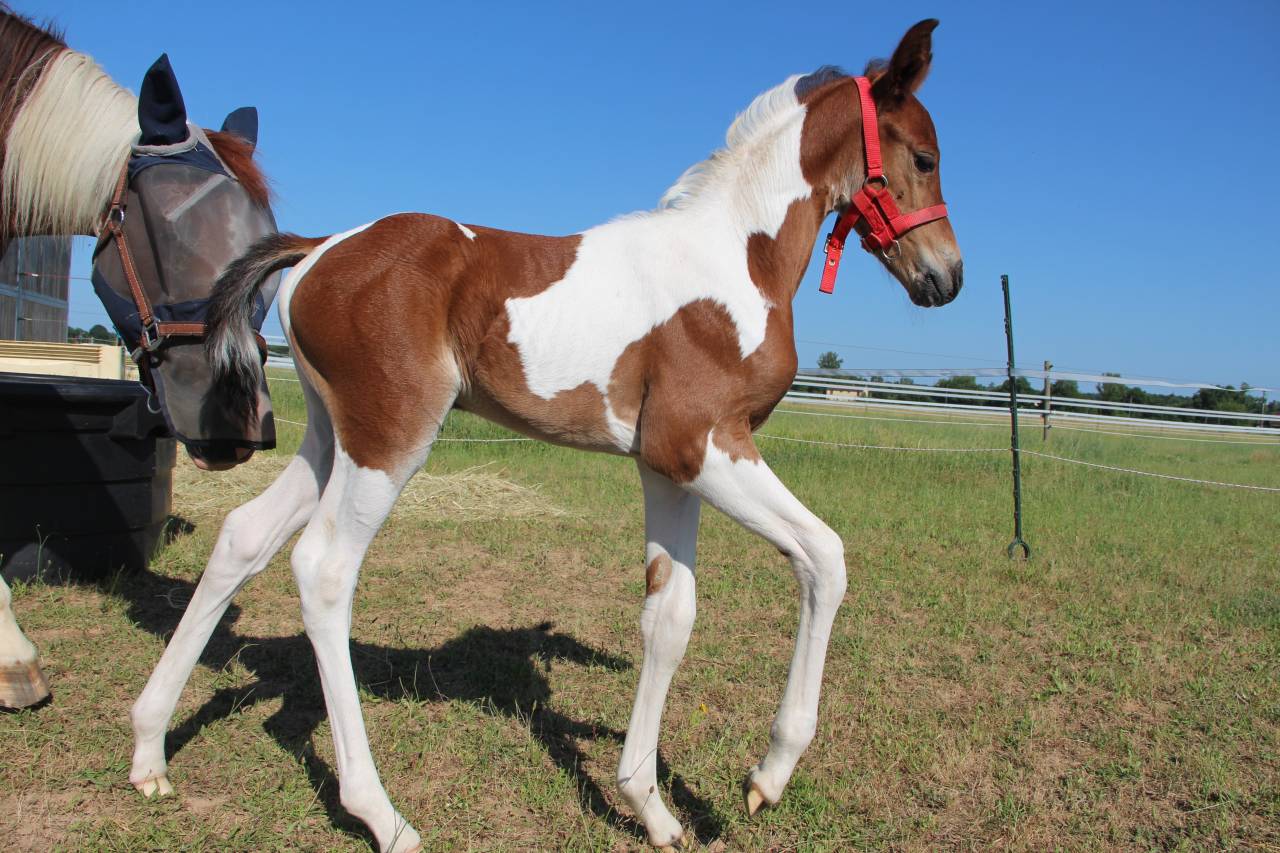 Futur ponette D