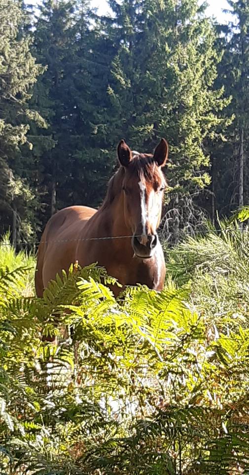 Jument de trait breton