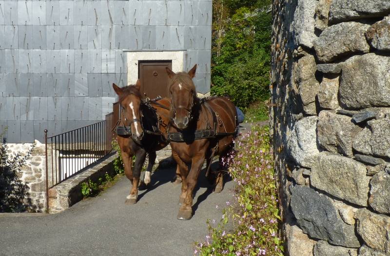 Jument de trait breton