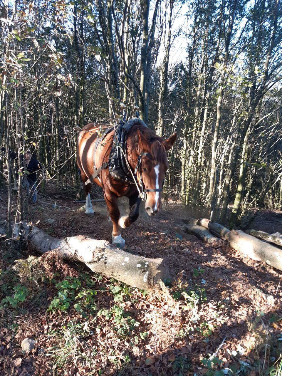 Jument de trait breton