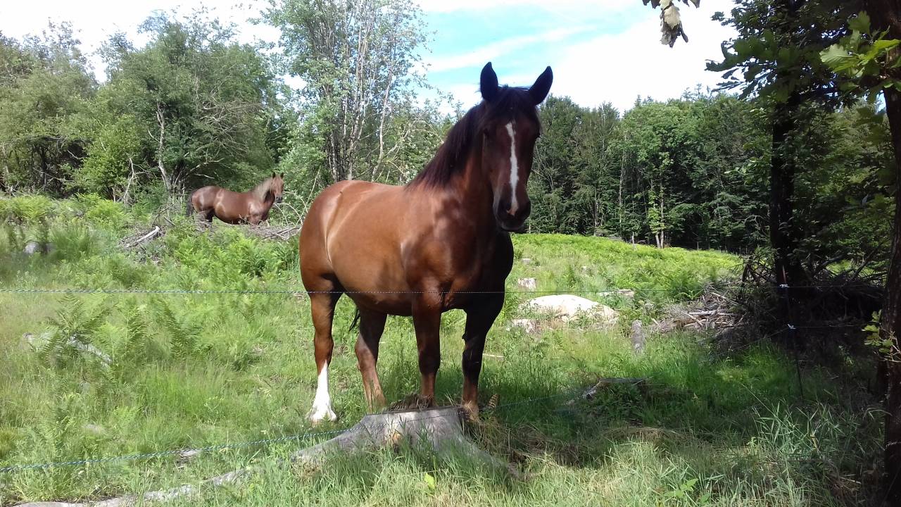 Jument de trait breton