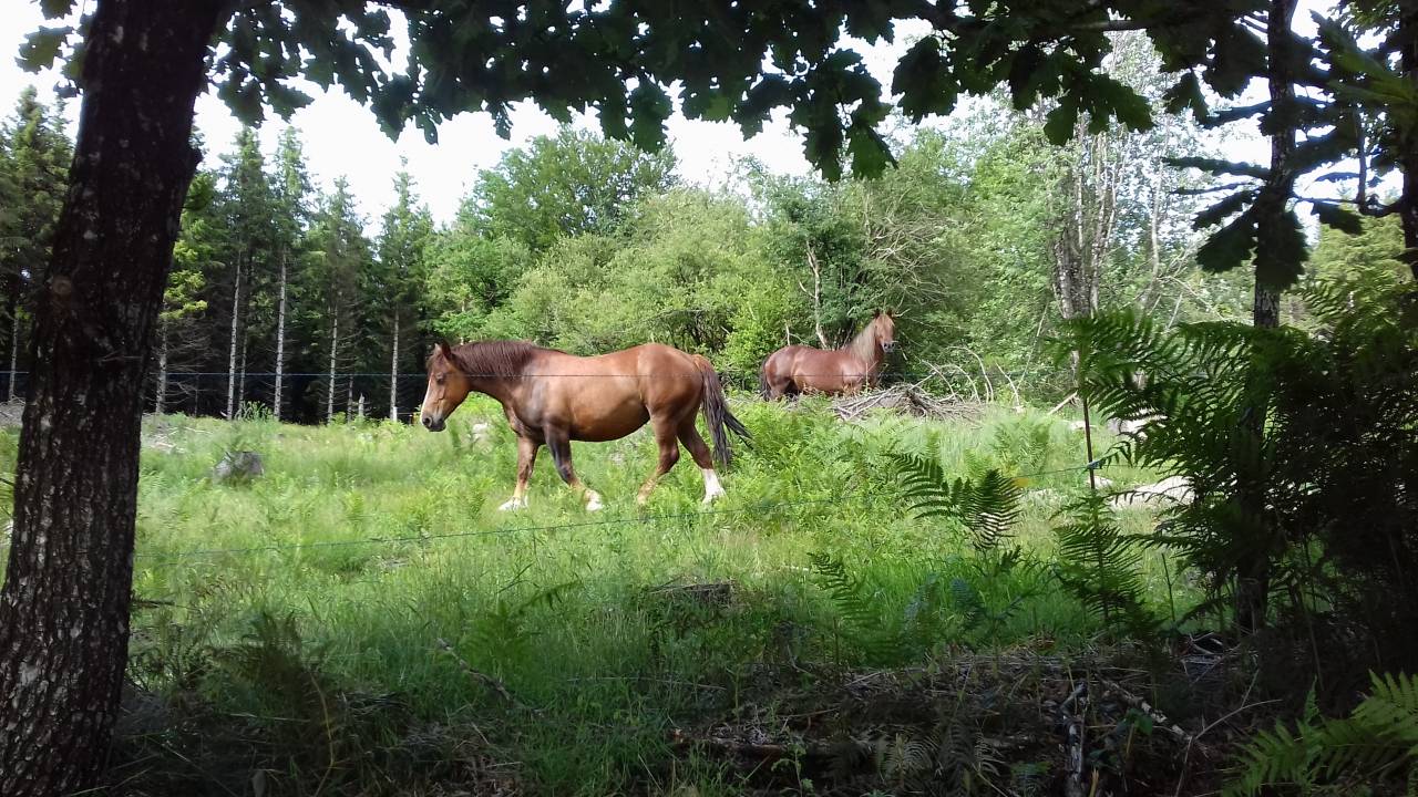 Jument de trait breton
