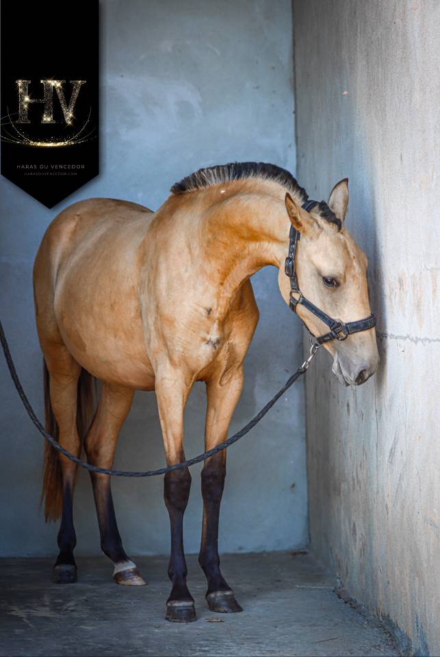 Pouliche PSL Par Miura De Cais x Esperta Sernadinha 
