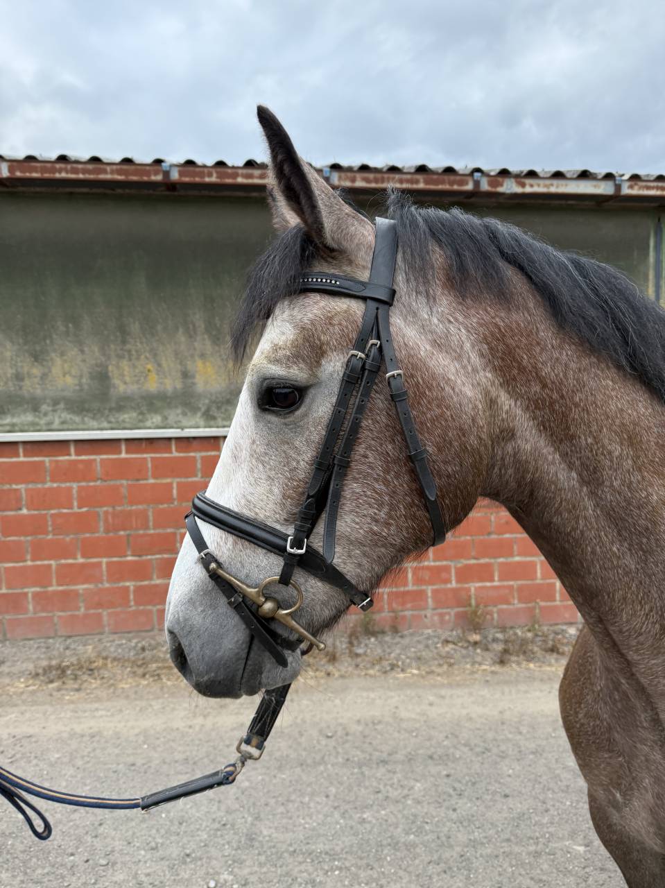 Magnifique petit cheval de sport belge (SBS) - 3 ans 