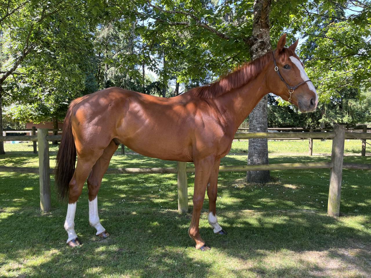 Super cheval polyvalent 