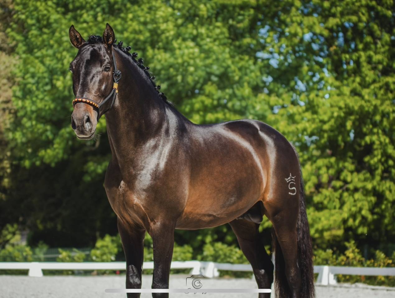 ANTARES DE SCUDERIA disponible en IAC 