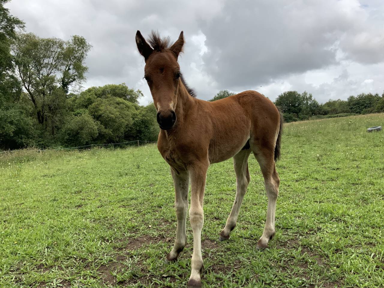  Superbe poulain Connemara Part-Bred