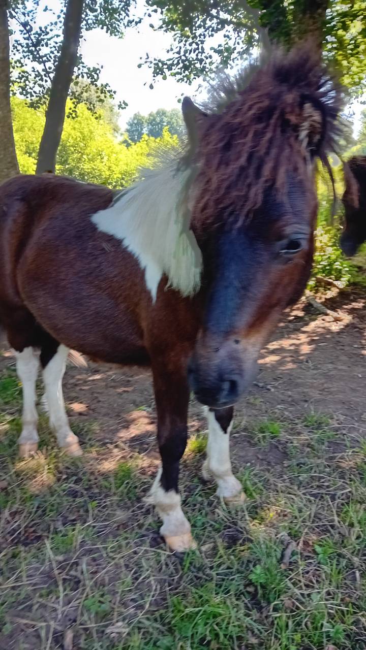 Poney Mâles taille A