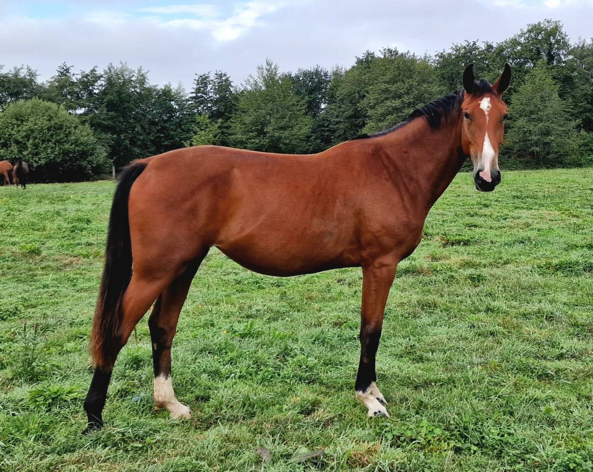 Bonne jument Selle Français de 2 ans