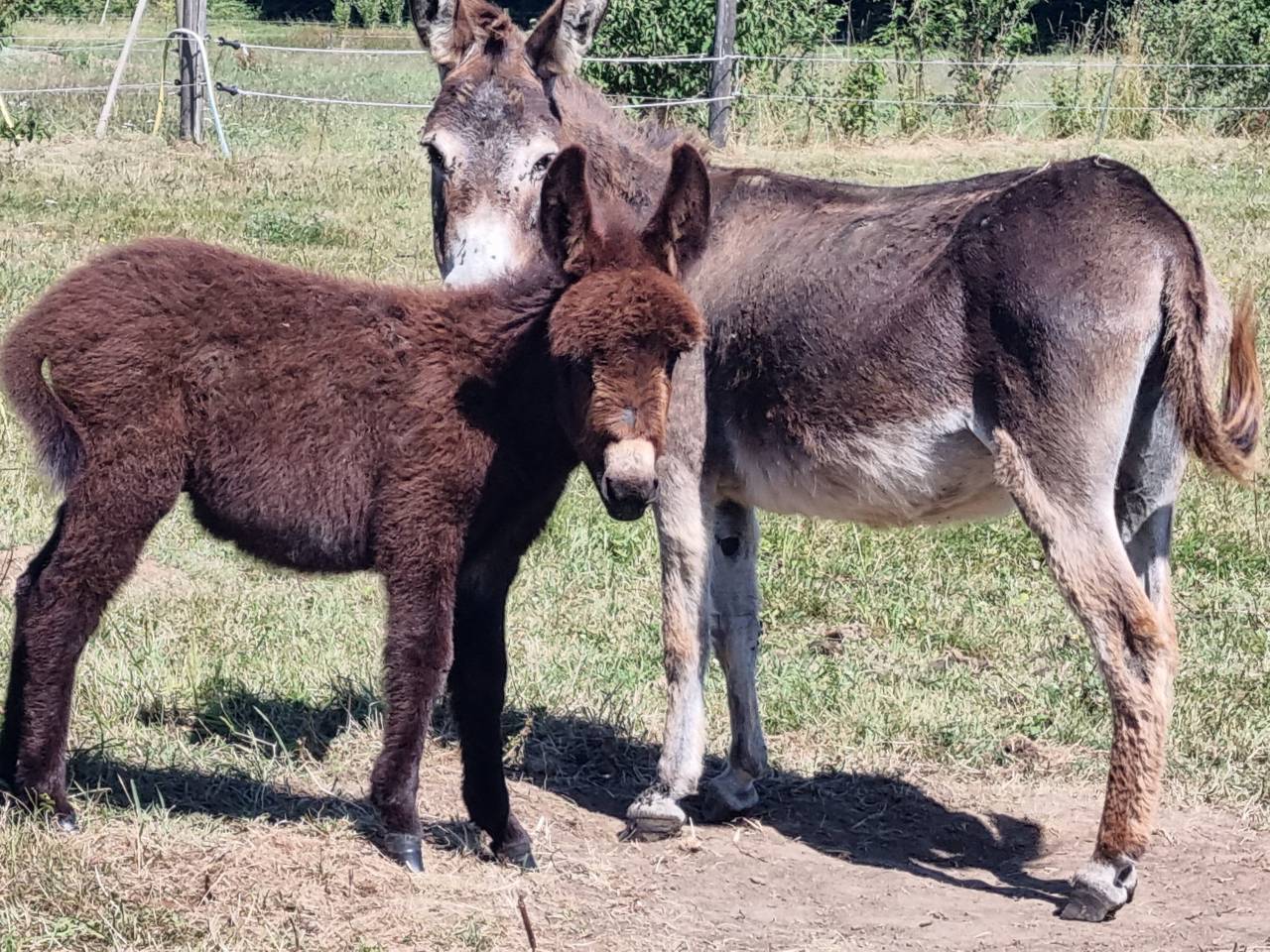 Anons de petite taille / 2025 au sevrage , dept 61