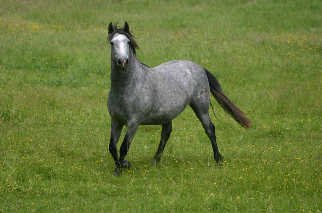 cheval espagnol