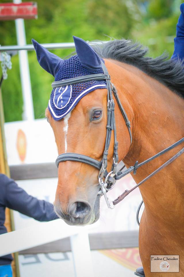 Excellent cheval de concours 130-135