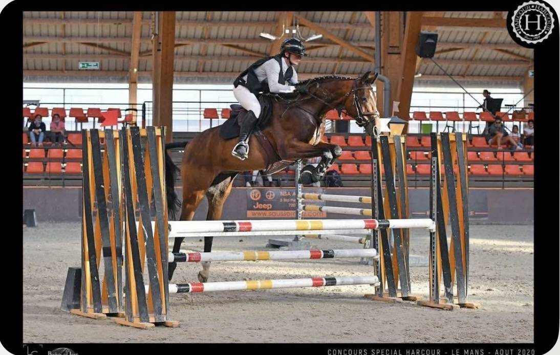Jument 12 ans selle français 