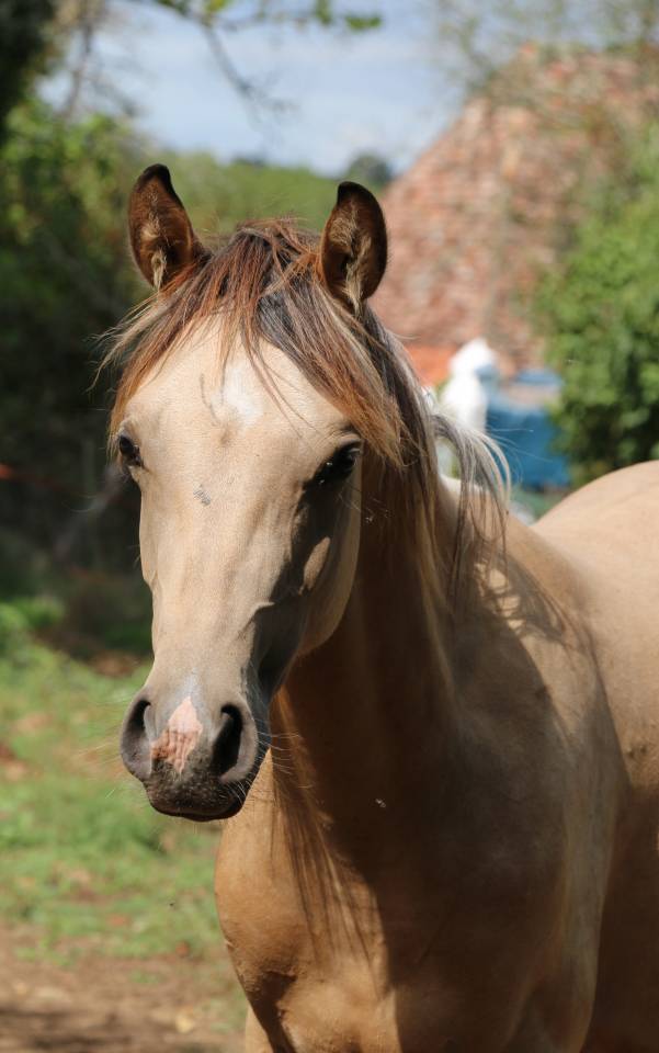 mâle DSA 80% isabelle pie
