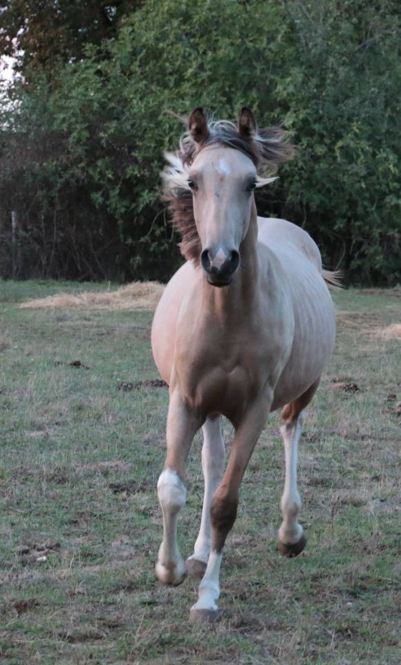 mâle DSA 80% isabelle pie