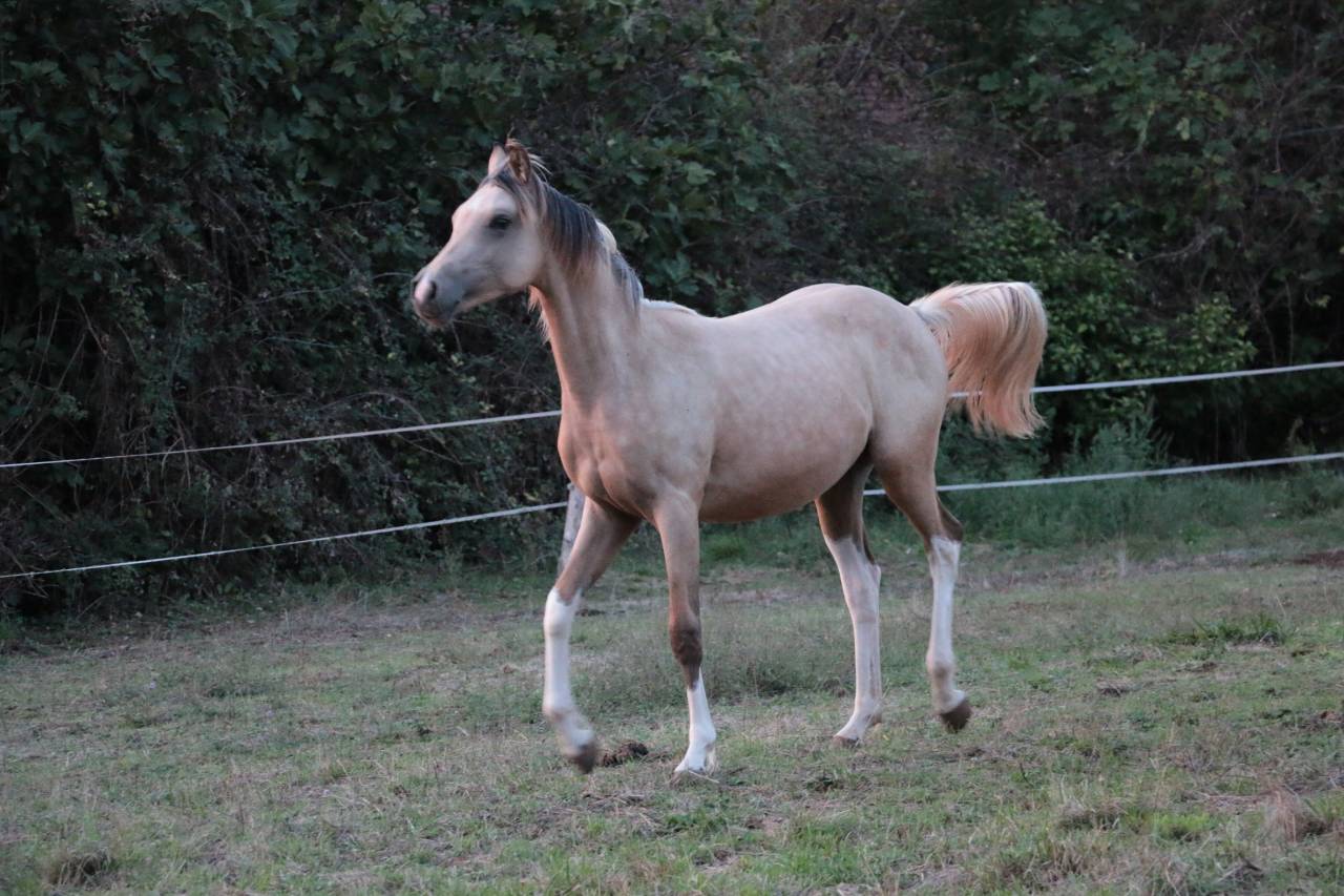 mâle DSA 80% isabelle pie