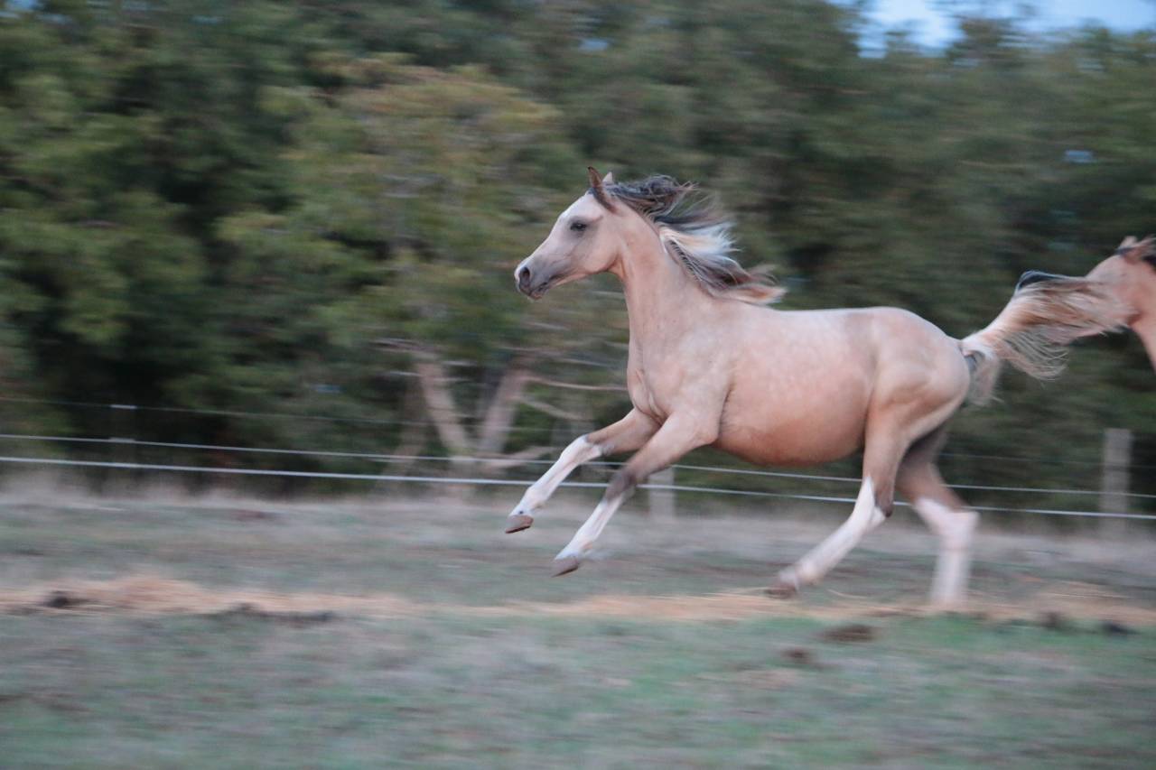 mâle DSA 80% isabelle pie