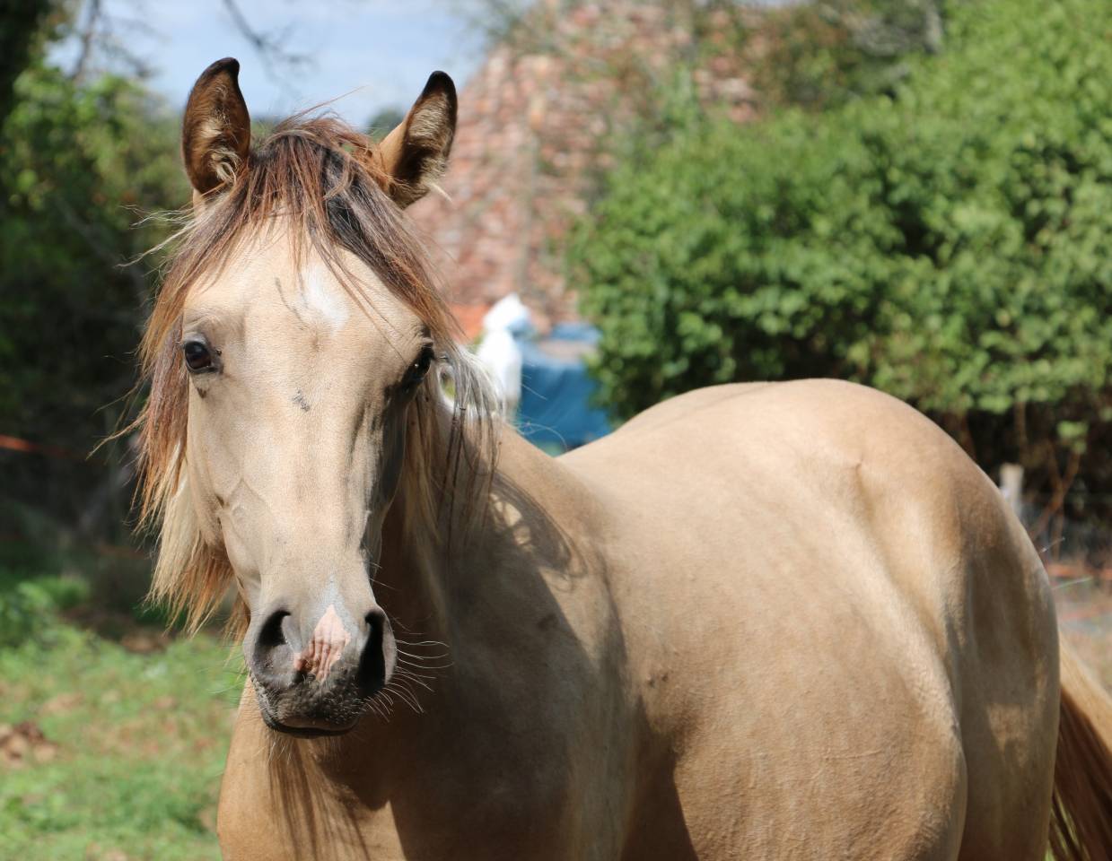 mâle DSA 80% isabelle pie