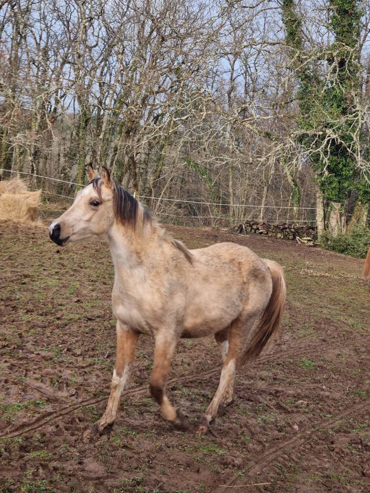 m&acirc;le DSA 80% isabelle pie 