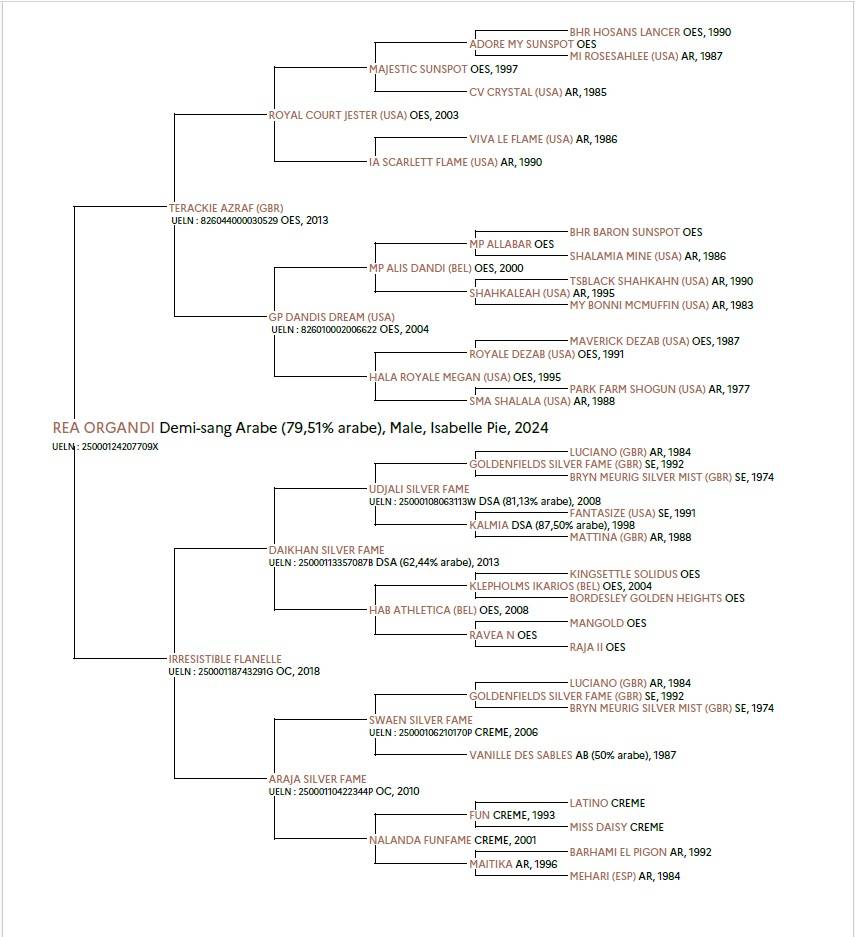 m&acirc;le DSA 80% isabelle pie 