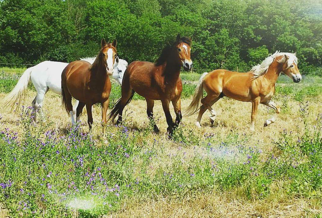 Pension Chevaux et Poneys
