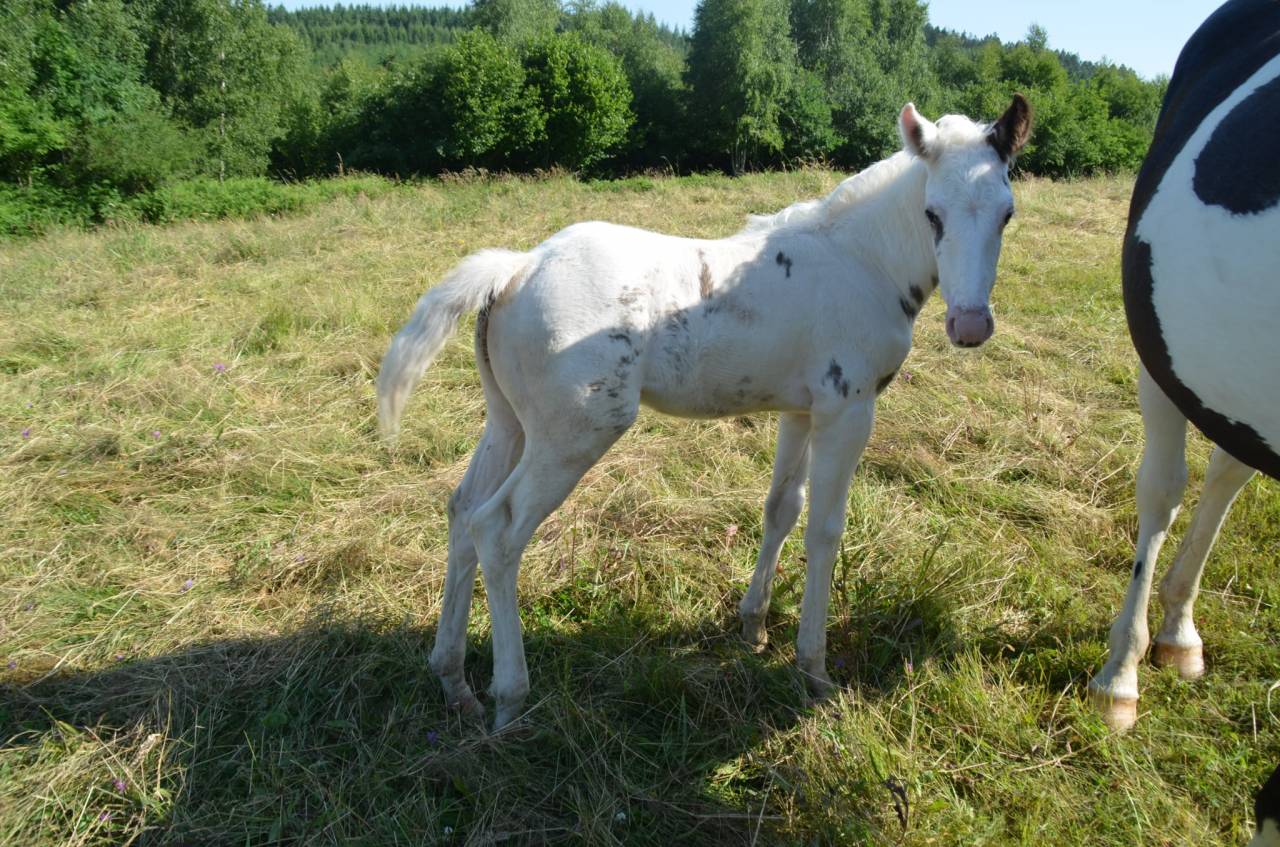 Poulain Tovero noir