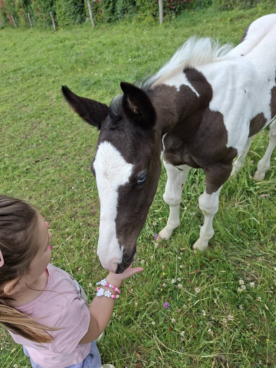Poulain Tobiano noir