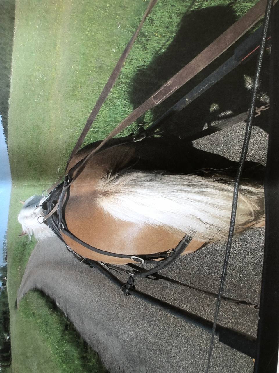 Jument contoise VIGILE 4