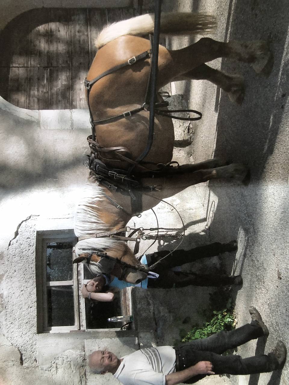 Jument contoise VIGILE 4