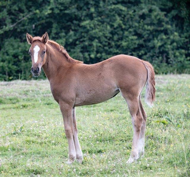 pouliche père poney et mère SF